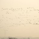 나무물고기 이미지