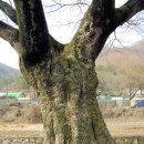 사촌천 | 김해 봉림리 마현마을 팽나무