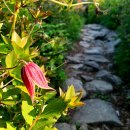 설악산(20230606, 월요무박) 이미지