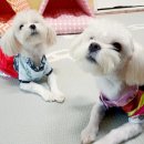 나와놀개 이미지