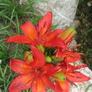 남산 산책로 이미지