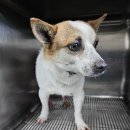 상영죽길 이미지