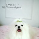 이랑동물병원 이미지