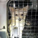 어단2리 이미지