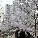 [서울/홍대]연남동 벚꽃명소 카페 추천 : 연남동벚꽃집