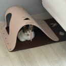 펫 프렌즈 | 고양이 숨숨집 펫프렌즈 숨숨터널 내돈내산 후기