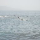 1회 바다핀수영대회3 이미지
