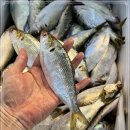 9월 12일(화) 목포는항구다 생선카페 판매생선 [ 전어, 숫꽃게, 횟감용 민어(숫치), 생물고등어, 통치, 딱돔 / 부세보리굴비 ] 이미지