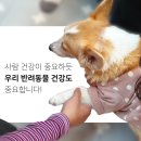짐더독 이미지