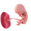 신사우동 제1 경로당 | 임신중 운동이 태반, 태아, 유아기의 성장에 미치는 영향(춘천 임산부 산전 산후 필라테스)