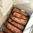 수현농장 | 구좌당근 흙당근 제주당근 제주가볼만한곳 제주향기 효동이네감귤 후기