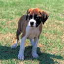 수원-0032 | 수원강아지분양 도그마루 방문과 분양 후기