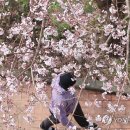 예래 이미지