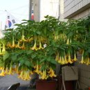 향기나무 이미지