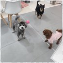 메가펫 애견호텔 이미지