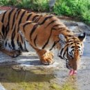 호랑이네 이미지