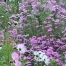 강이랑아지랑 이미지