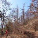 다래와 잣나무 이미지