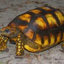 노란거북이 이미지