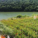 바실라 | 경주 호수뷰 카페 바실라 후기: 보문호수 뷰와 노란 파라솔이 인상적인 카페