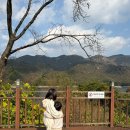 출렁다리마을 | [옥순봉 출렁다리 벌말마을]충주호유람선 다음 코스, 제천 가을여행 2편