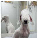몽몽이 애견미용 이미지