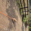 미사한강1호공원 | 미사한강공원 1호 강아지산책 토이푸들 강아지러닝 좋아요!