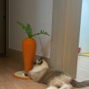 리보클로젯 이미지
