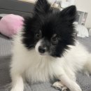 멍멍이 이발관 이미지