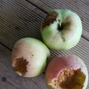 새들농장 이미지