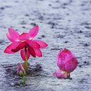 폭우속에피어나는홍연 이미지