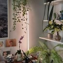 디에스이 | 히포팜텍 신제품 광선램프 인플루언서들의 사용후기