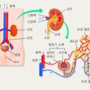 신장