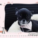 까망이 이미지