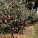 상방농장 이미지