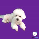 푸치베베 이미지