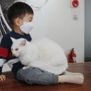 냐옹냐옹고양이카페 이미지