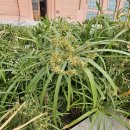 이집트 파피루스 이미지