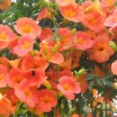 돌담집 - 서귀포시 표선백사로110번길 52 | 돌담집