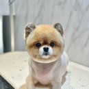 웰니스 펫 미용실 이미지