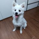 빠기샵