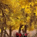 나무숲소 이미지