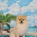 펫 살롱 파밀리에 이미지