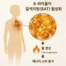 파라다이스그레인 효능 먹는법 추천 후기 가격 포함