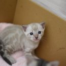 나비캐터리 이미지