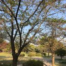 화랑유원지(제1주차장) | [안산] 서울근교 안산 드라이브 피크닉하기 좋은 화랑유원지 (호수공원, 주차장)