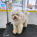 허그멍뭉이# 이미지