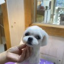 강아지는 미용빨 이미지