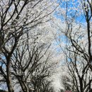 하방천변길 | 충주 벚꽃명소 2026 하방마을 벚꽃길 산책 후기