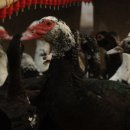 기러기농장 이미지